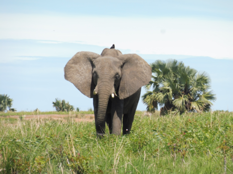 Oeganda - Afrikaanse olifant in zijn prachtige omgeving