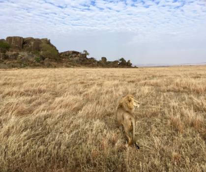 Tanzania - Leeuwenkoning