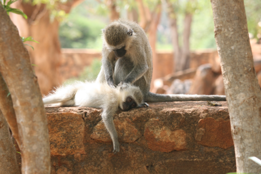 Kenia - Lazy sunday