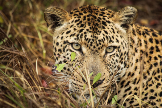 Botswana - Schitterende luipaard!