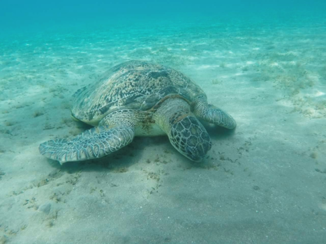Egypte - Special moment under the sea