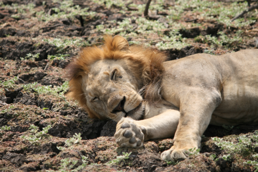 Tanzania - Luie Leeuw