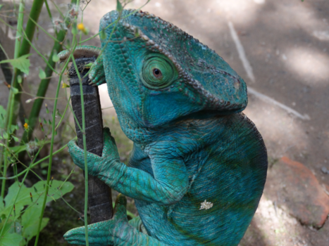 Madagaskar - Beauty in Blue