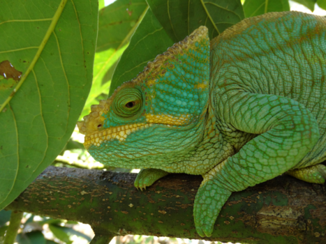 Madagaskar - Beauty in Green