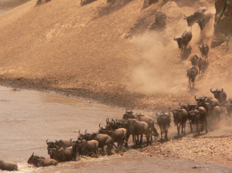 Masai Mara - Migration wildebeast
