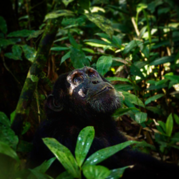 Oeganda - Dreamy Chimp