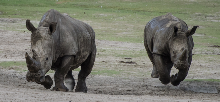 Tanzania - Neushoorns trekken een sprintje