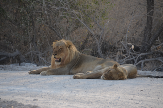 Etosha National Park - Struikelen over leeuwen
