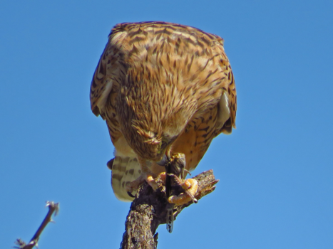 Namibië - Roofvogel eet sprinkhaan