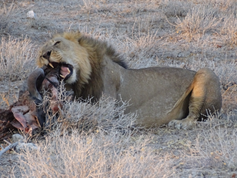 Etosha National Park - leeuw met prooi