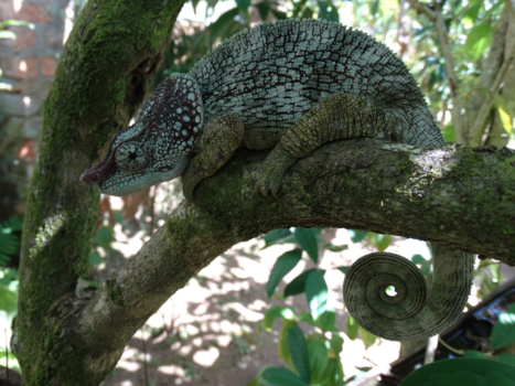 Madagaskar - Every inch