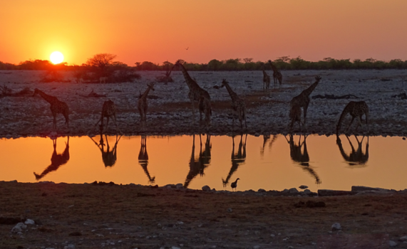 Etosha National Park - giraffen drinken bij zonsondergang