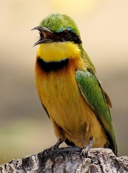 Okavango Delta - Dwergbijeneter