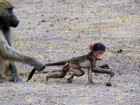 Chobe National Park - Dit ondeugende aapje  moest bij zijn moeder blijven