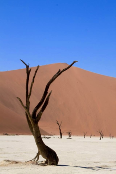 Namibië - Deadvlei namibië