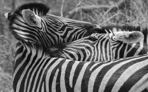 Etosha National Park - Zwart wit of wit zwart