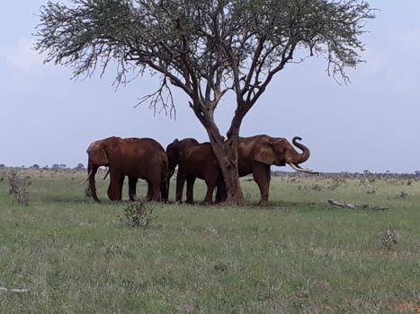 Kenia - Tsavo East National Park