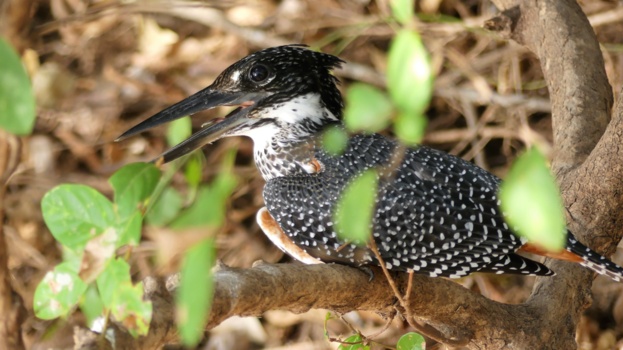 Tanzania - Reuzeijsvogel