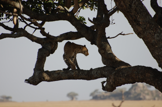 Serengeti National Park - Leopard in the tree