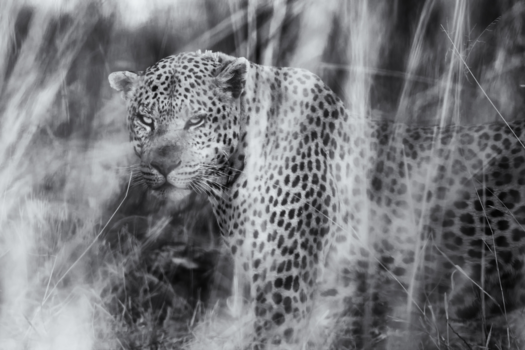 Namibië - Looking for food......