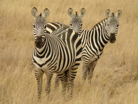 Kenia - Wie van de 3