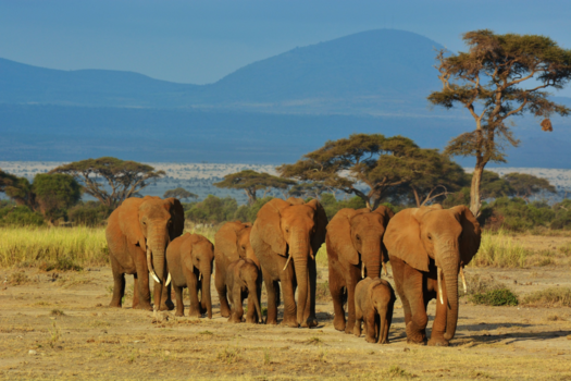 Tanzania - Elephants in Amboseli