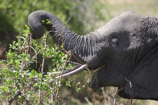 Tanzania - Olifant aan het eten.