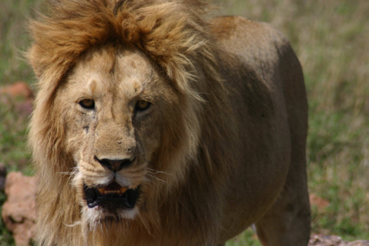 Tanzania - Leeuw in de Serengeti