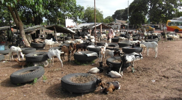 Gambia - Veemarkt