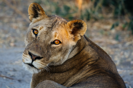 Chobe National Park - Chobe lion 2017