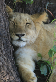 Victoria Falls (Zimbabwe) - Slapend leeuwenwelpje