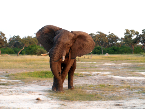 Okavango Delta - Dancing Elephant