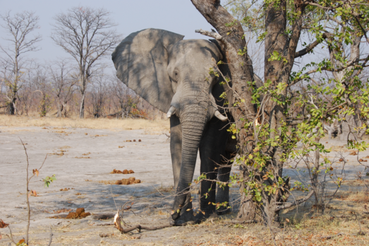 Botswana - Verstoppertje....