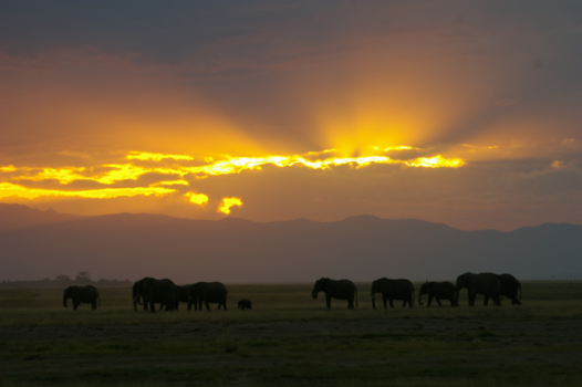 Kenia - Amboseli Olifanten bij zonsondergang