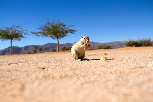 Namibië - Inwoner van Solitaire in Namibië