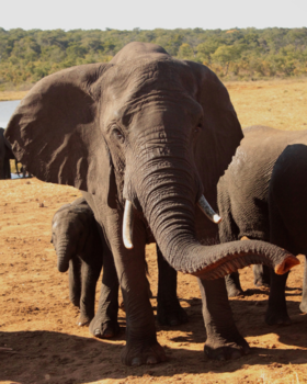 Zimbabwe - Mommy and her baby