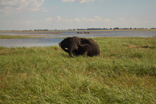 Chobe National Park - De knapste olifant & een hoopje nijlpaarden slapend op de achtergrond