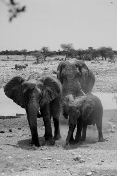 Etosha National Park - Mother and child