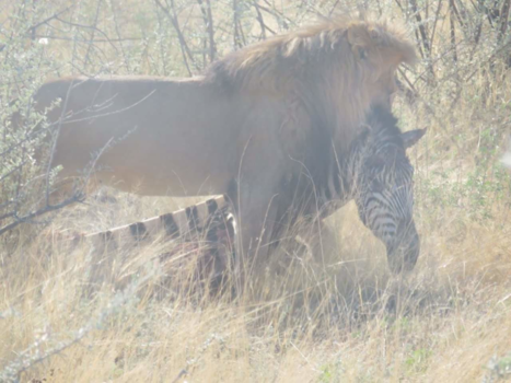 Etosha National Park - Wildlife in Etosha National Park