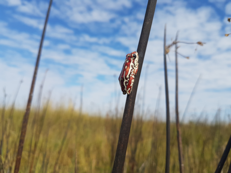 Okavango Delta - Kleine schoonheid in s'werelds mooiste delta Okavango.