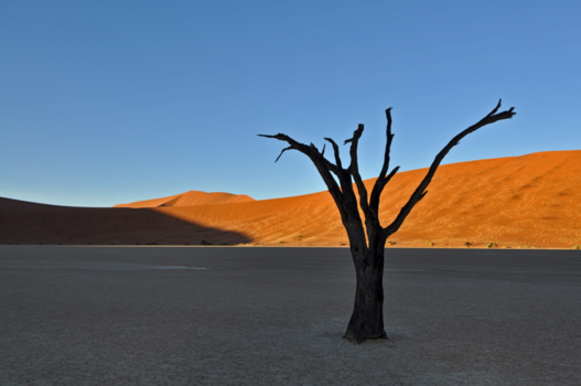 Namibië - Dead Vlei