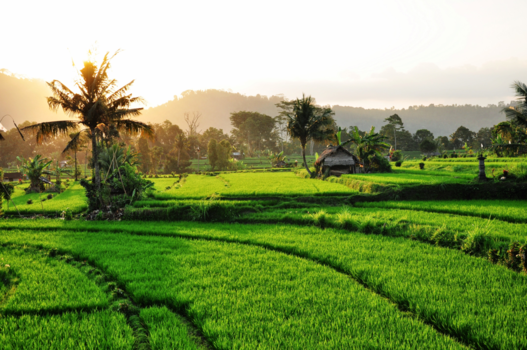 Namibië - Bali, rijstvelden