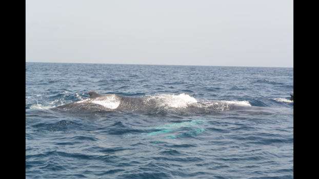 Kaapverdië - Bultrugwalvissen spotten