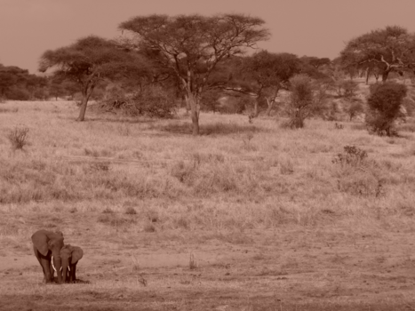 Tanzania - Onder moeders vleugels