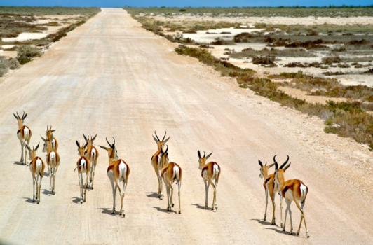 Etosha National Park - A long road ahead