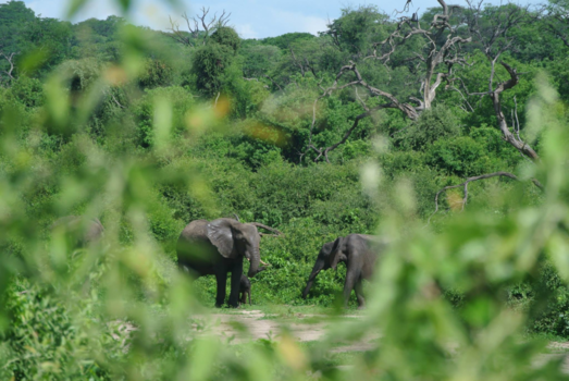 Chobe National Park - Peek a boo