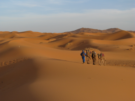 Marokko - Dromedarissen in de woestijn