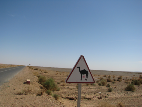 Marokko - Pas op: overstekende kamelen
