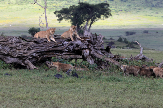 Tanzania - De eeuwige strijd om het bestaan
