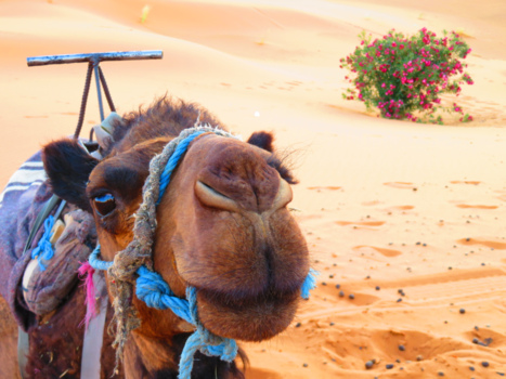 Marokko - Sahara dessert